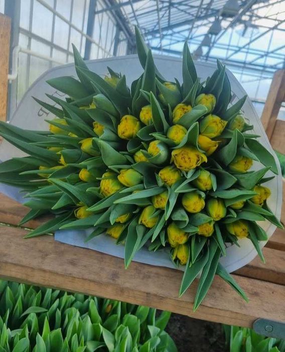 Цибулини тюльпанів на опт