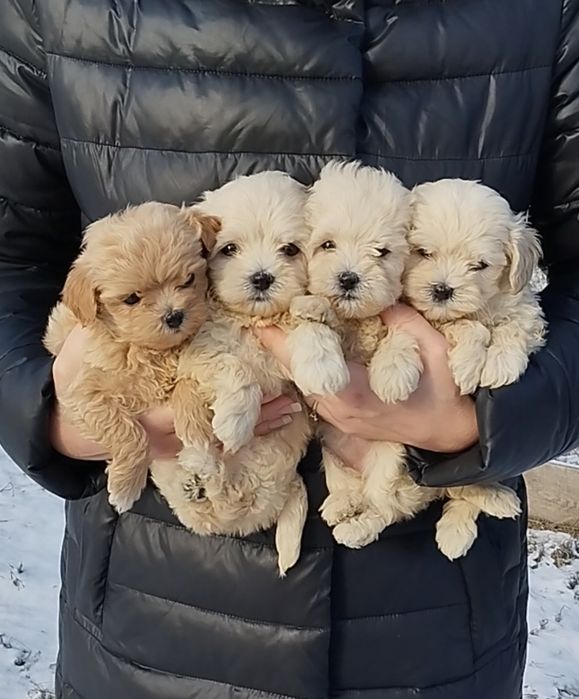 Мальтипу F1 мини