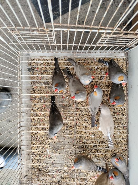 Mandarim  macho e fêmea