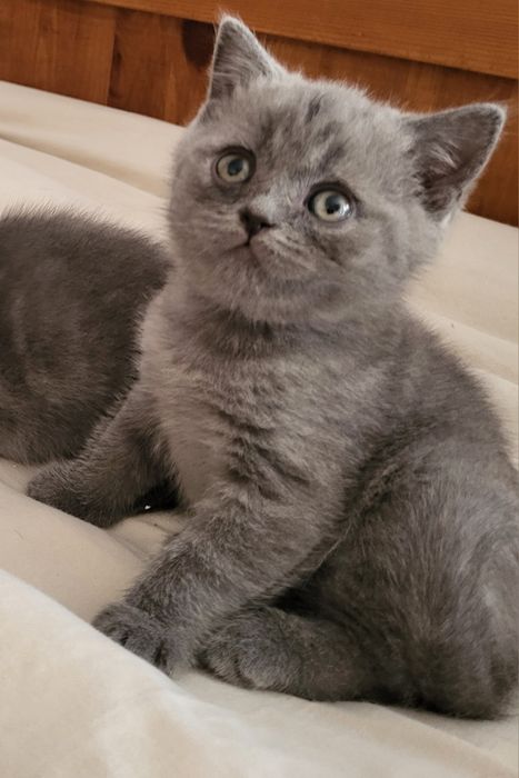 Kot Brytyjski z rodowodem