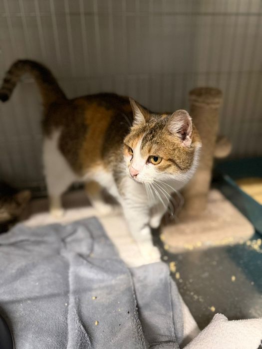 Młoda tricolorka do adopcji