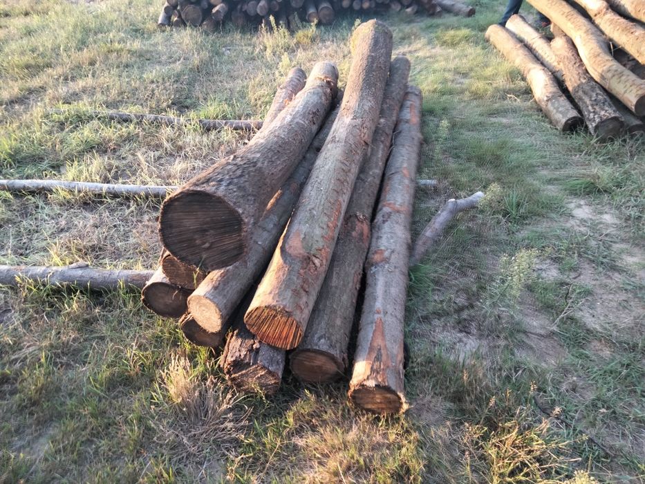 Sprzedam bale kłody