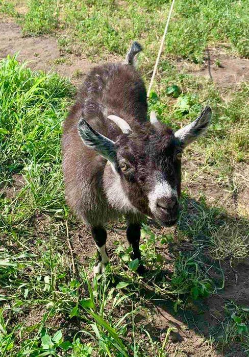 Продам маленьку кізку від молочної кози.