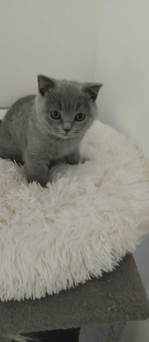 Kotka Brytyjska Krótkowłosa