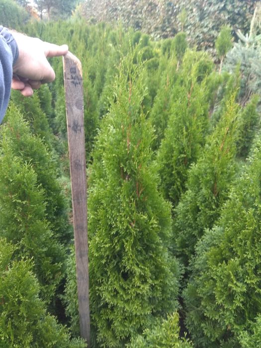 Туя. Туї. Смарагд. від 1-5 м. Доставка. Від виробника. Гурт. Якість