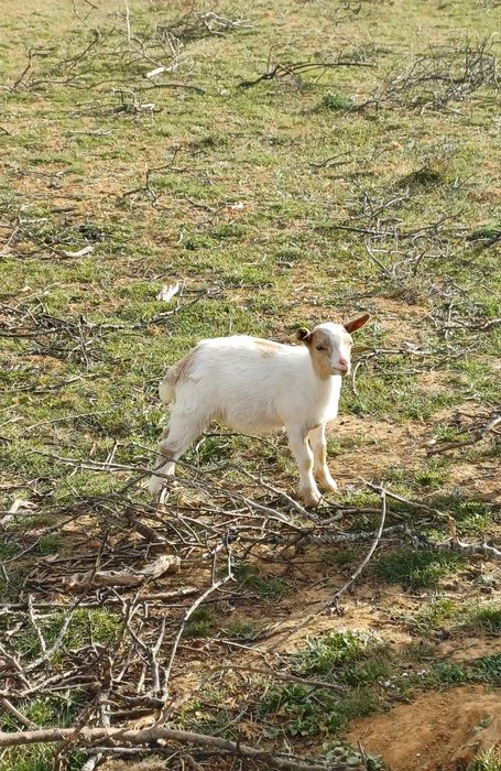 Cabras Anãs - Machos