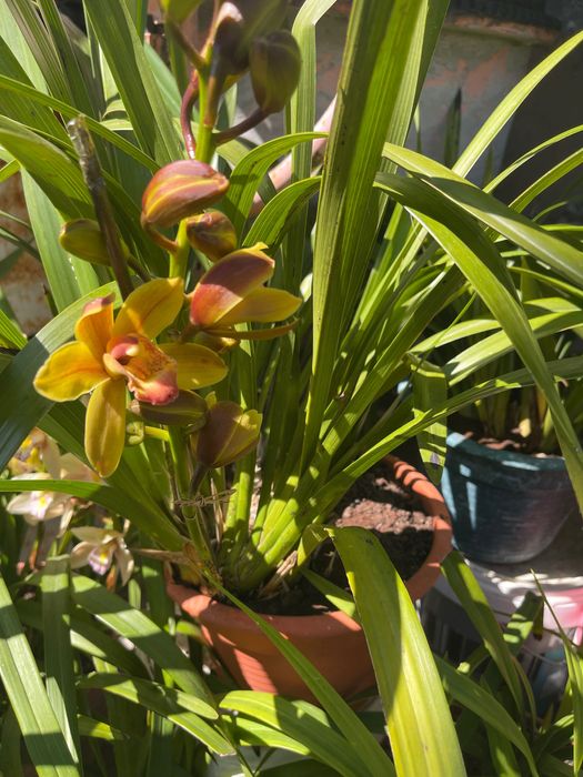 Orquídeas para venda