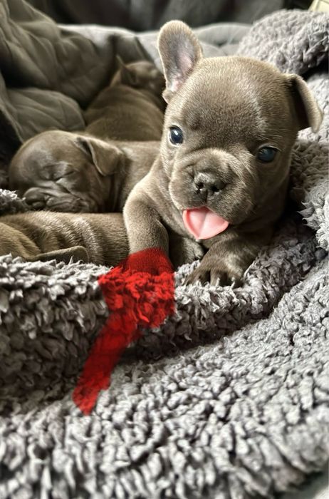 Buldog francuski niebieski prześliczna  suczka