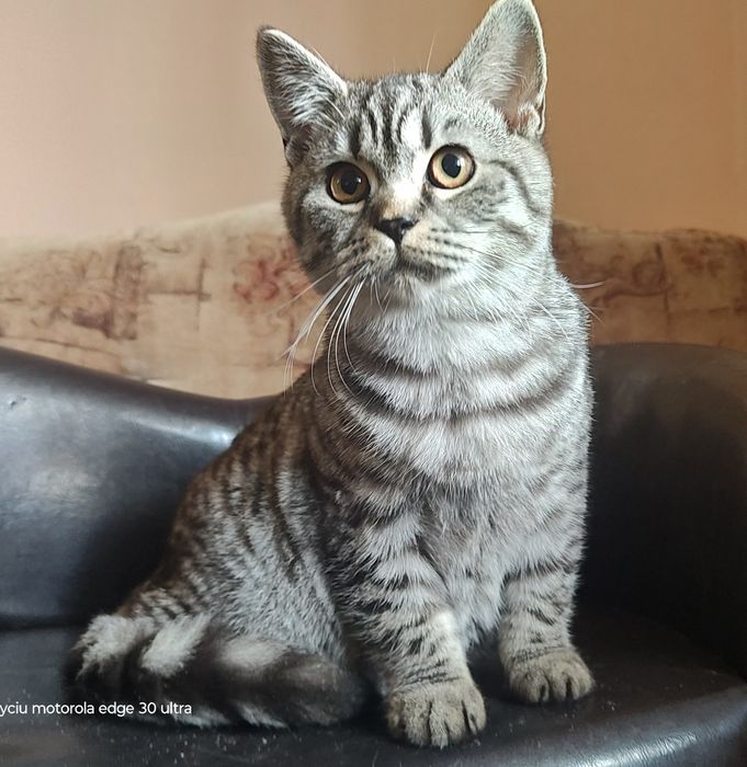 kot  szkocki , srebrny pręgowany
