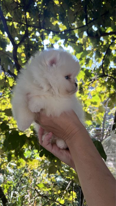 Хлопчик мішка