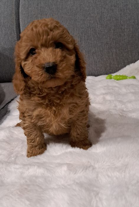 Cavapoo suczka f1 b