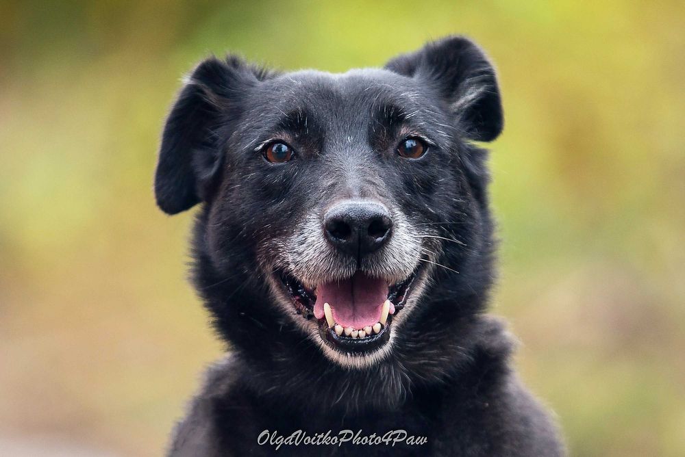 Віддам в добрі руки собаку дівчинку Аврору.