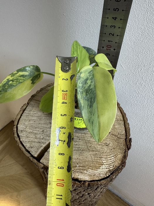 Філодендрон  Philodendron Violin var