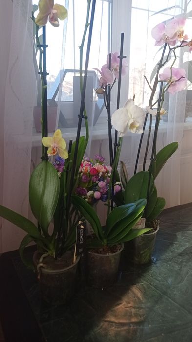 Орхідеї відцвіташки ( 1-3 гілки)