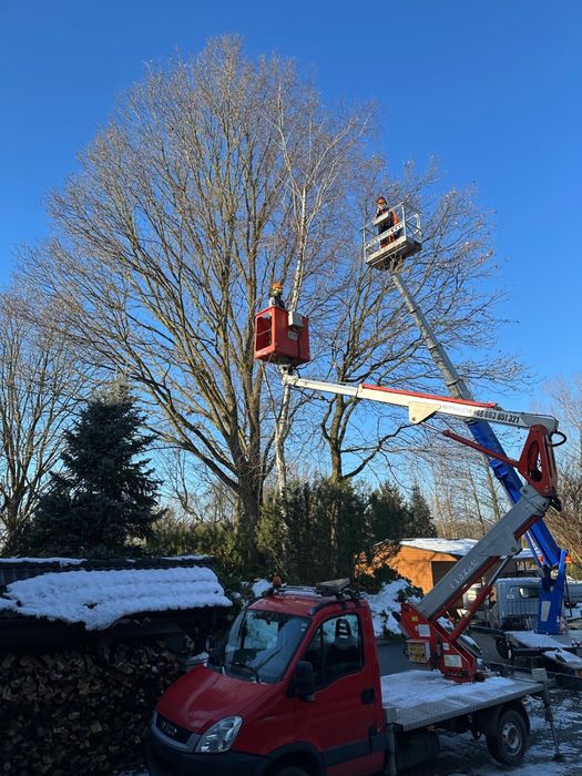 Wycinka drzew, karczowanie