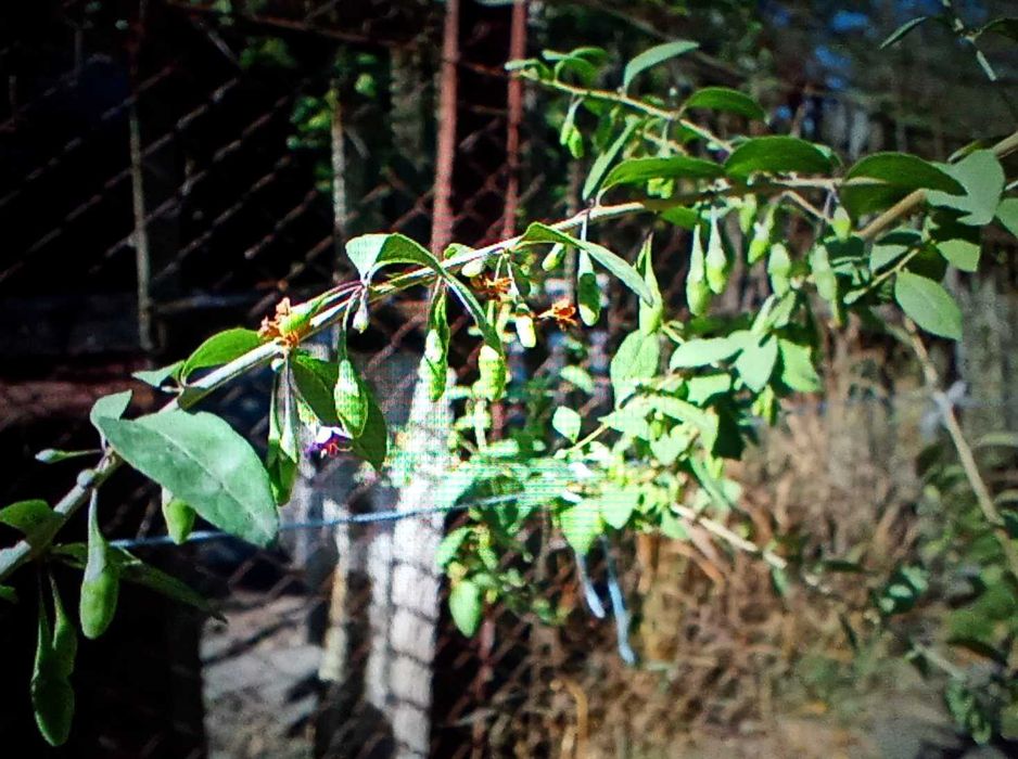 Годжи, сорт Сахарный Гигант