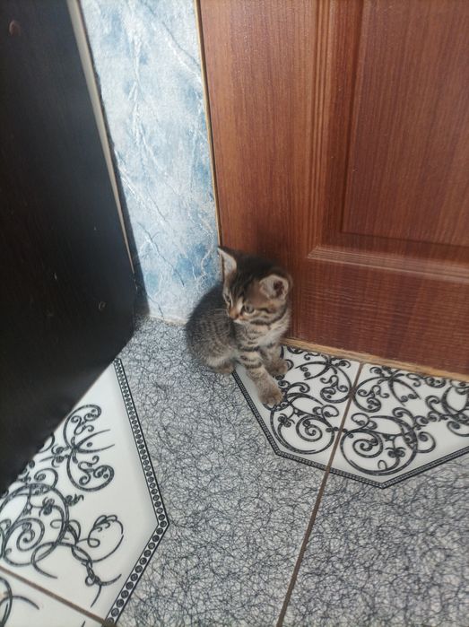 Кошенята 1,5місяці є хлопчики і дівчатка.