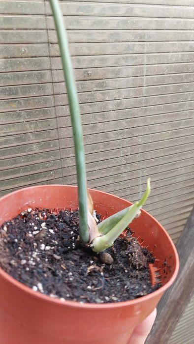 Monstera Sierrana.