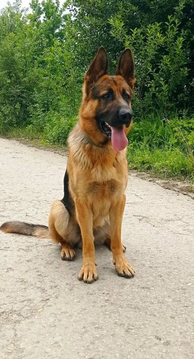 Цуценята німецької вівчарки!