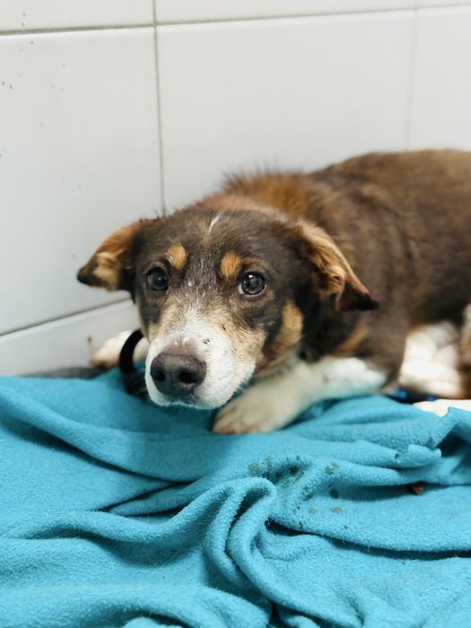 Majk mały lękliwy piesek do adopcji