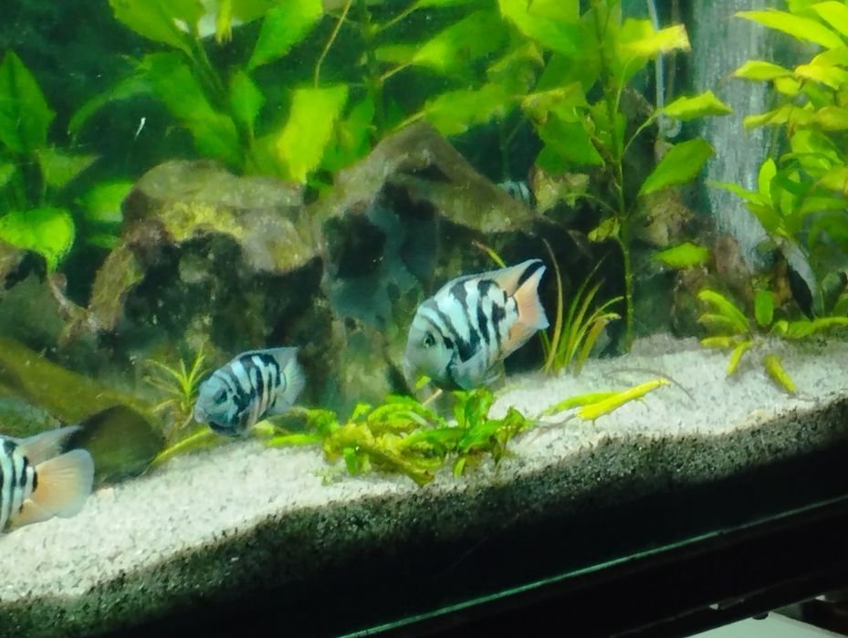 Акваріумні рибкі