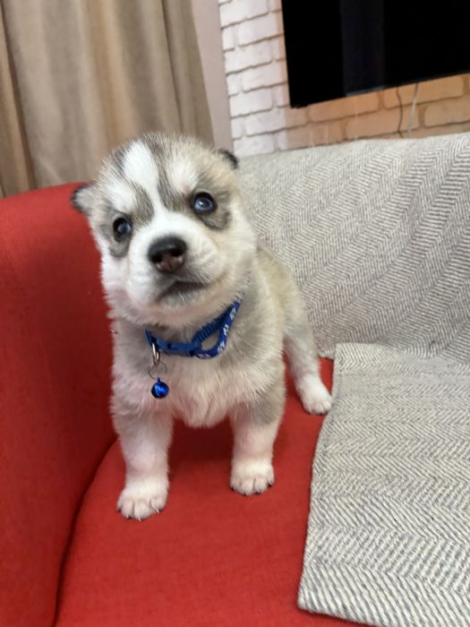 Щенки Сибирской Хаски