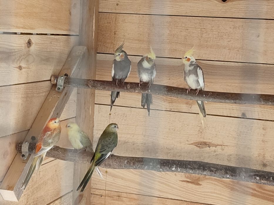 Pary legowe papug średnich