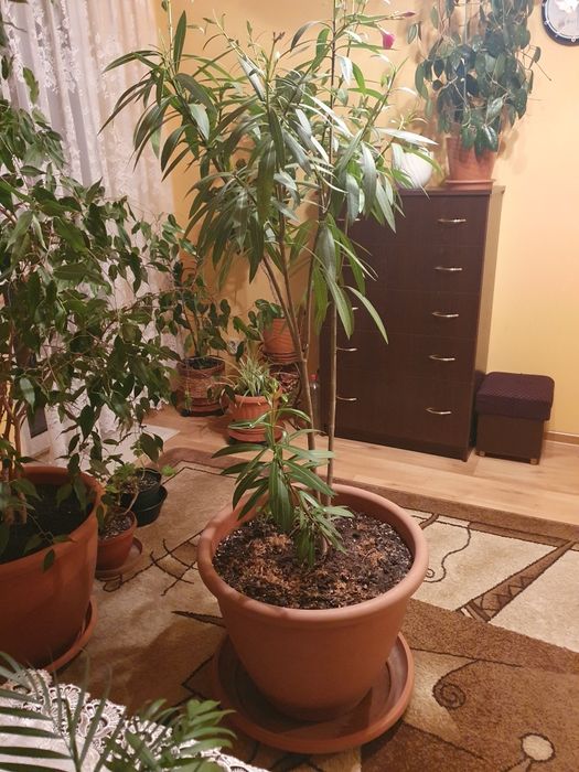 Oleander różowy 180 cm