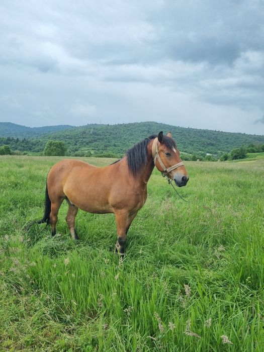 Продам коня 6 років