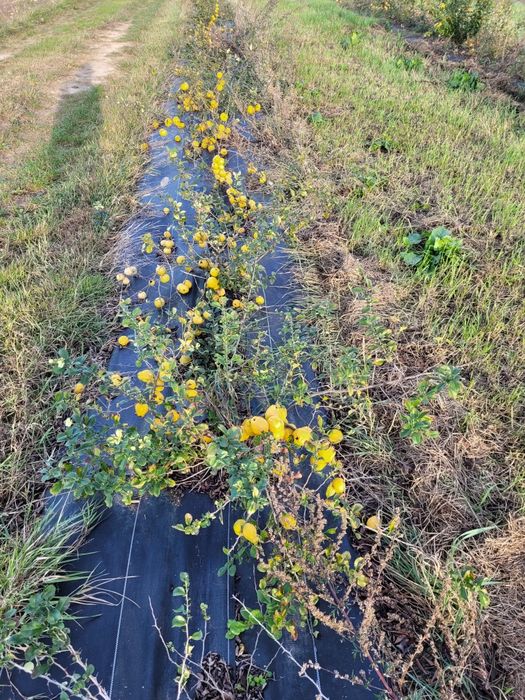 Sok wyciskany z owoców pigwowca NFC