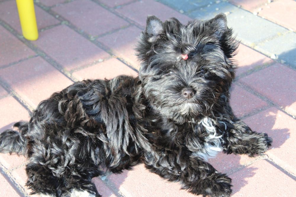 Suczka Yorkshire Terrier Black