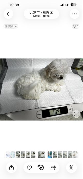 Toy Maltese Coreano