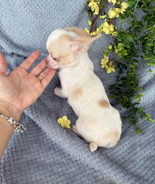 Excecional mini menino Chihuahua/Chiuaua de Qualidade