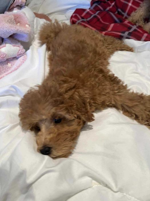 Pudel Miniaturowy Dolna Granica Płowy Red Już do odbioru!!!