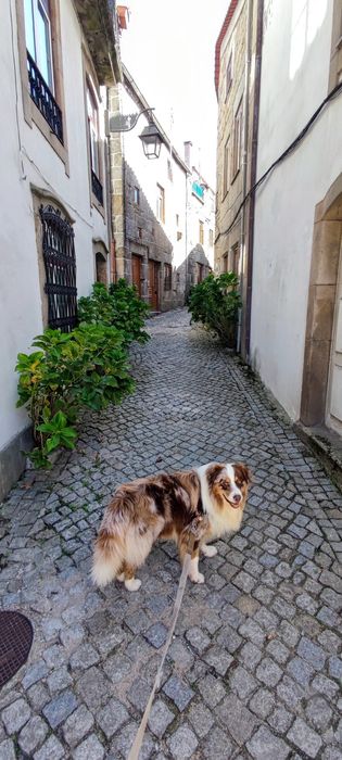 Petsitting e Dog Walking – Almada e Seixal