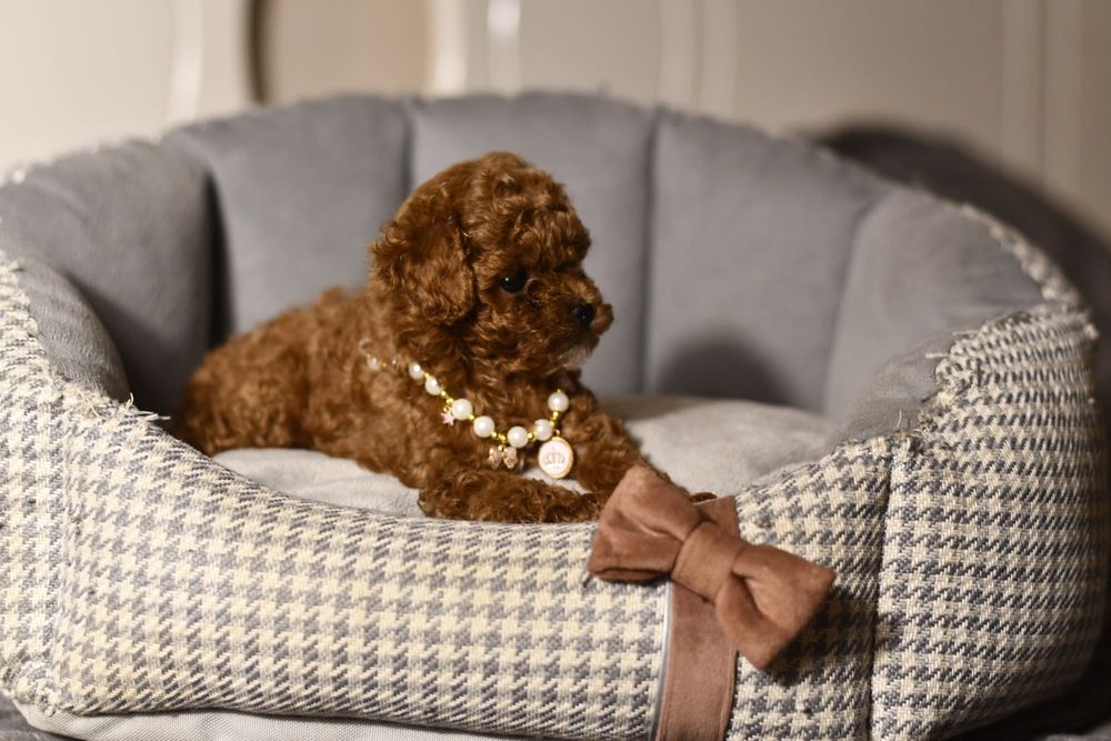 Pudel Teacup wyjątkowa dziewczynka RED BROWN CHINESE LINE XXS