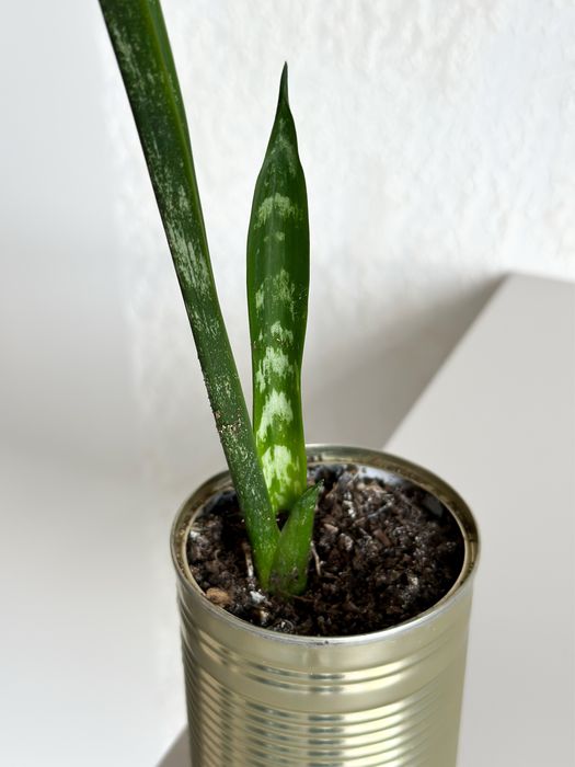 Сансевієрія високоросла
