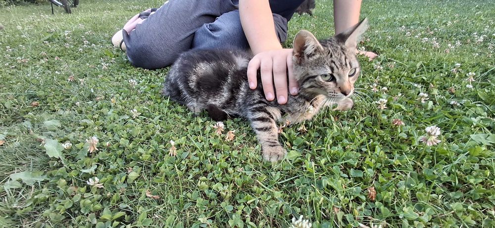 Кошенята. Віддам безкоштовно. наролились 10 квітня