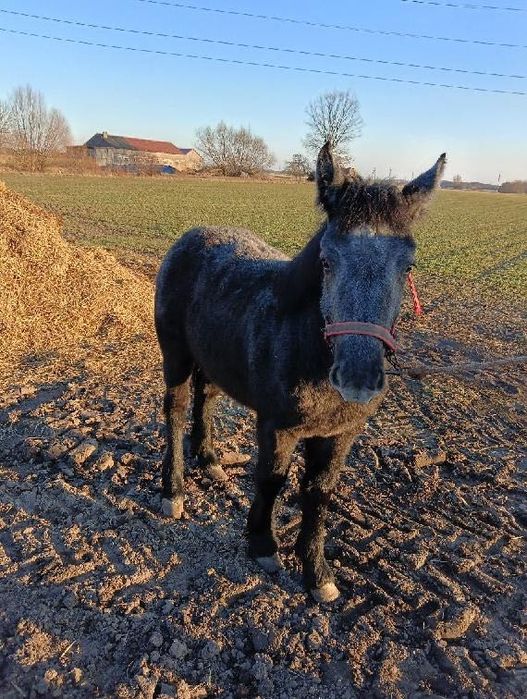 Sprzedam zrębówkę szpaczke