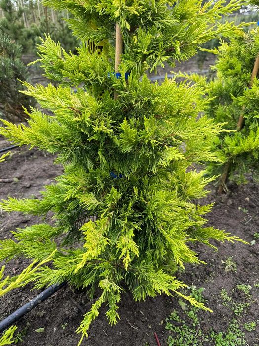 Cyprysowiec Leylanda Gold Rider 100-125 cm, 125-150 cm