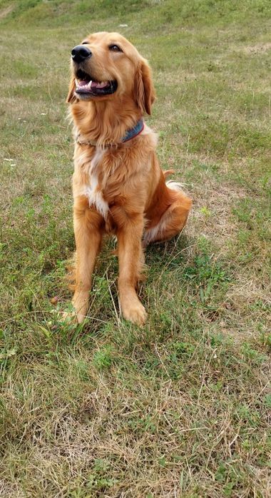 Rezerwacje Golden Retriever, planowany miot marzec 2026