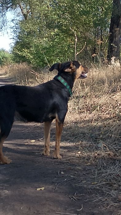 Собака девочка дворь