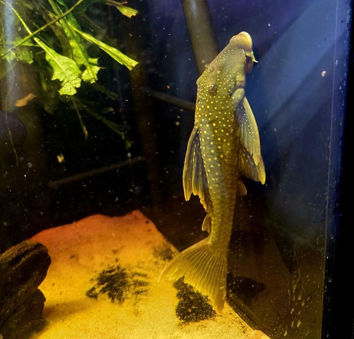 Zbrojnik L200 green phantom (Hemiancistrus subviridis) odłów f0