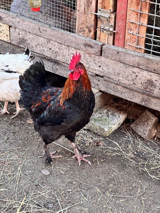 Sprzedam koguty Maransòw