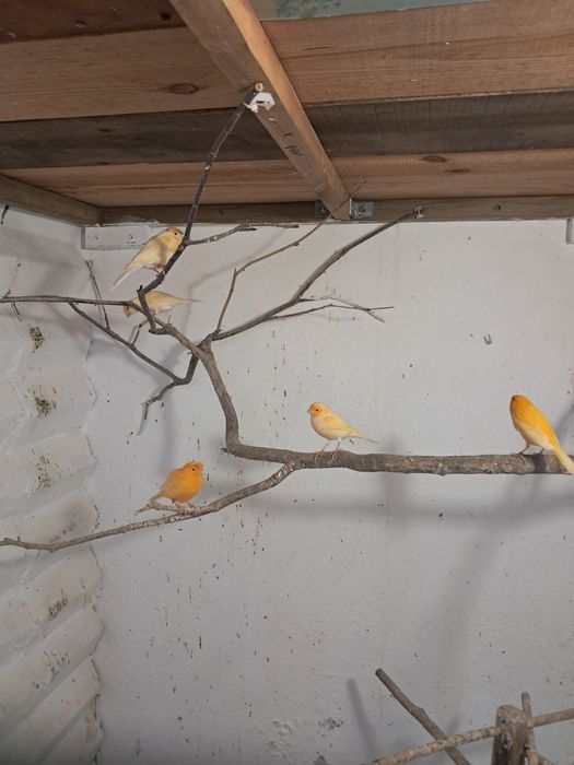 Vendo Canários M/F