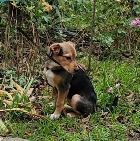 Отдам даром в добрые руки щенка метис бигля