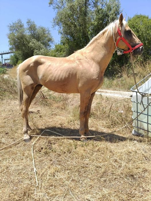 Cavalo palomino 7anos