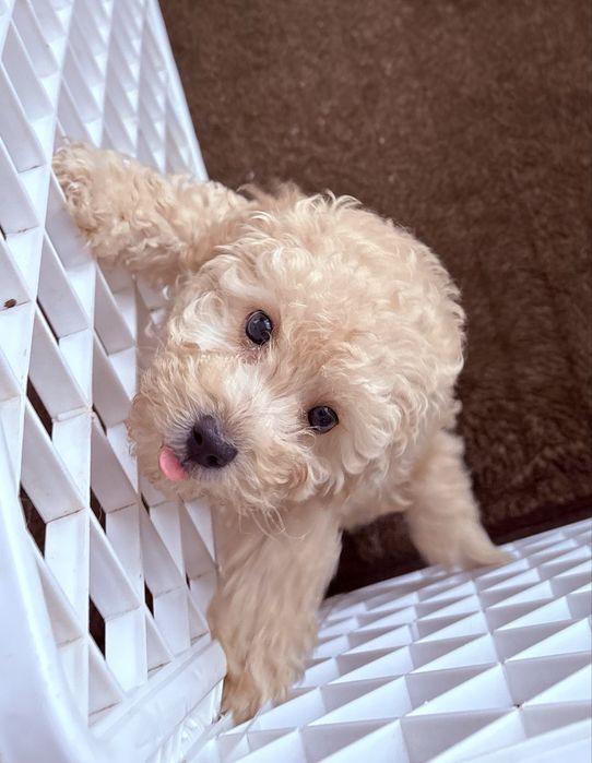 Pudel miniaturowy piekny jasny z rodowodem