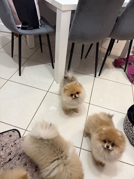 Szpic miniaturowy / pomeranian obłedny miś  GWIZDA FCI
