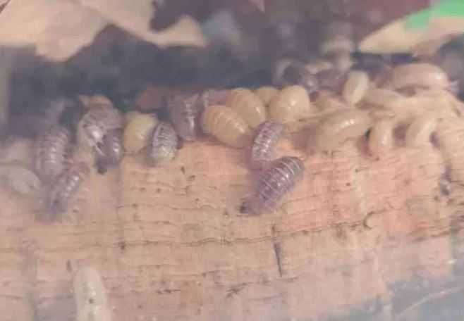 Armadillidium Santa Lucia isopody równonogi kulanki Jelly Beans